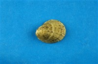 藏品(漁舟蜑螺)的圖片